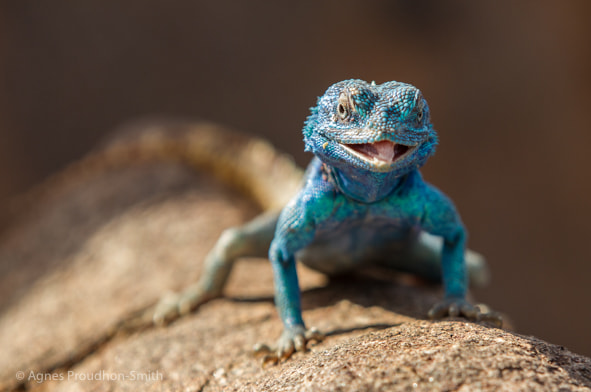 Canon EF 70-200mm F2.8L IS II USM sample photo. Agama photography
