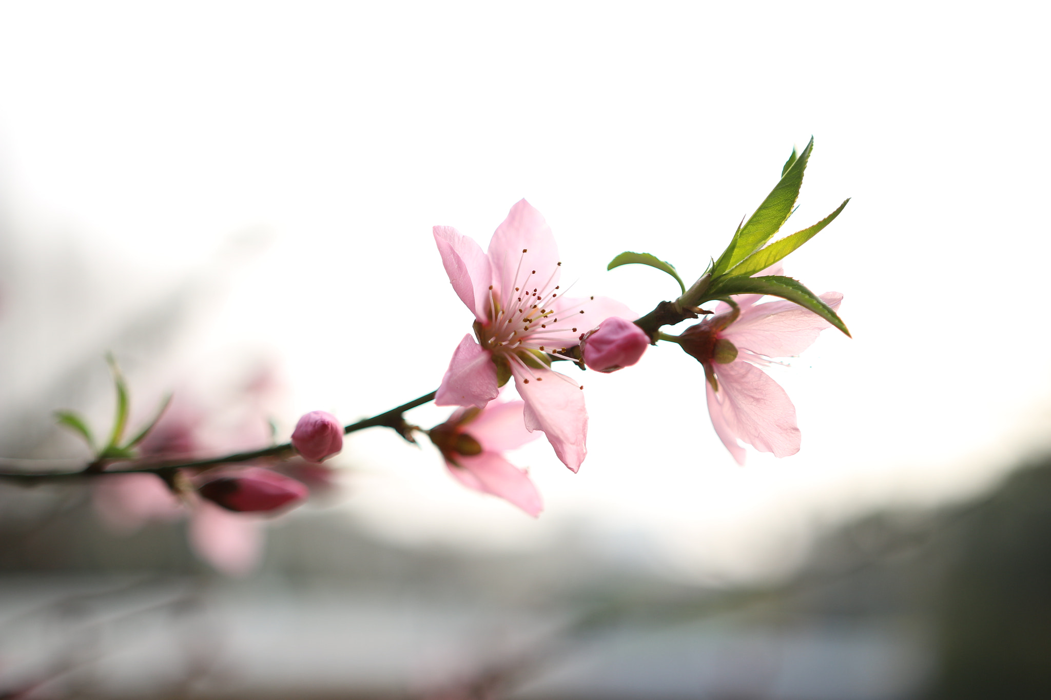 Canon EOS 700D (EOS Rebel T5i / EOS Kiss X7i) sample photo. Flower·spring photography