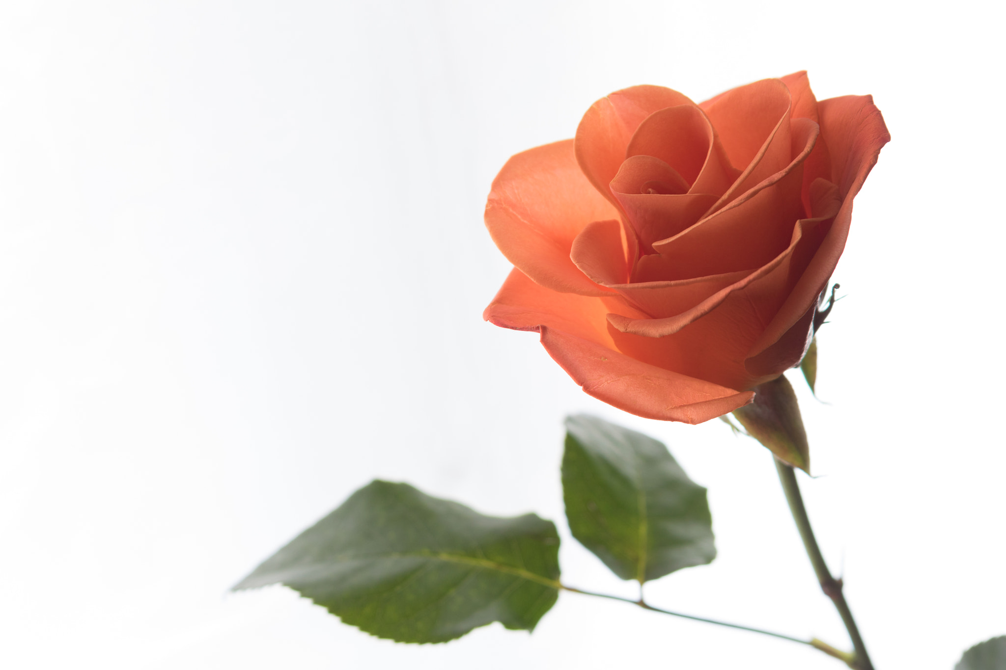 Canon EOS 750D (EOS Rebel T6i / EOS Kiss X8i) sample photo. Orange rose photography