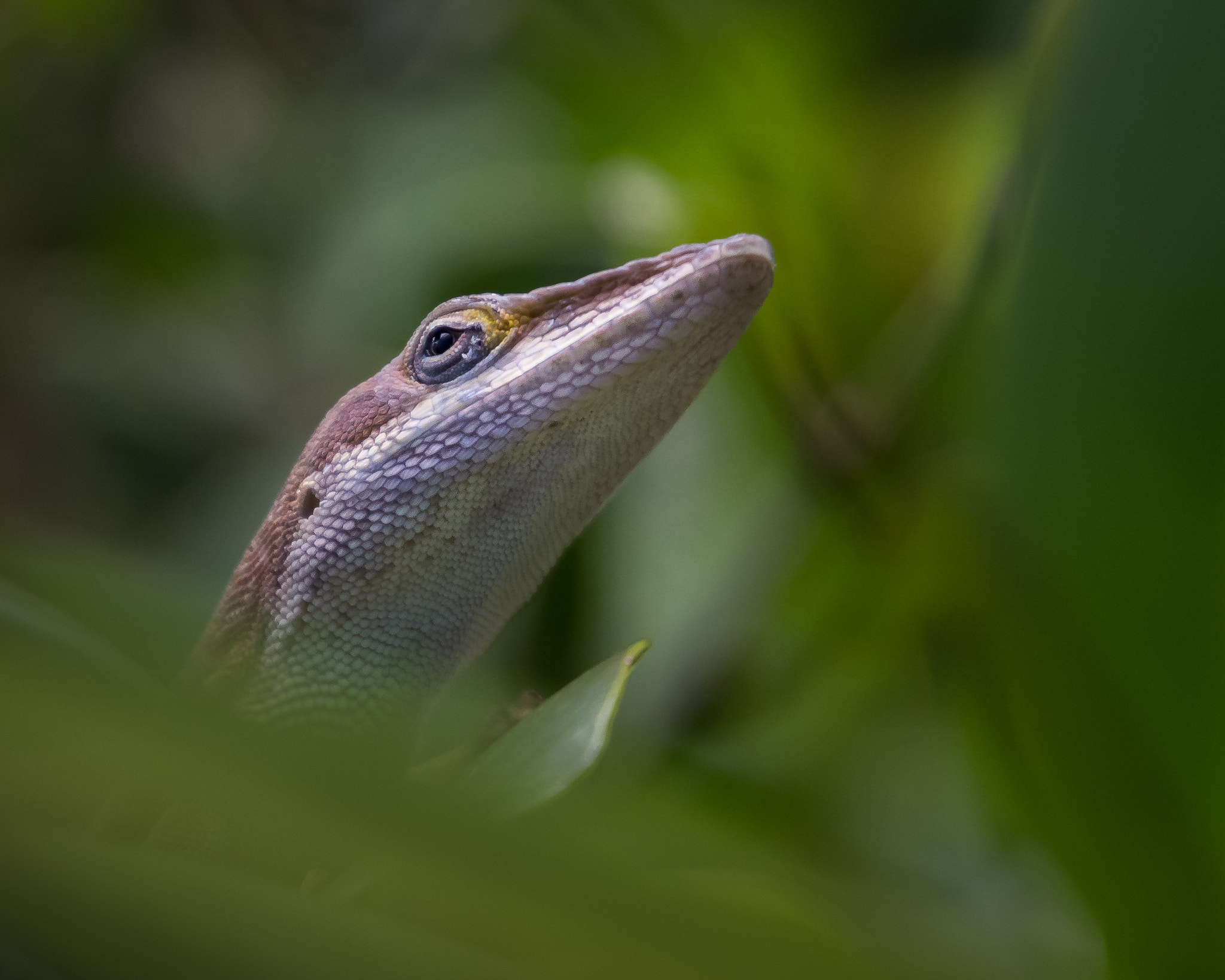 Canon EOS 100D (EOS Rebel SL1 / EOS Kiss X7) sample photo. Lizard in green photography