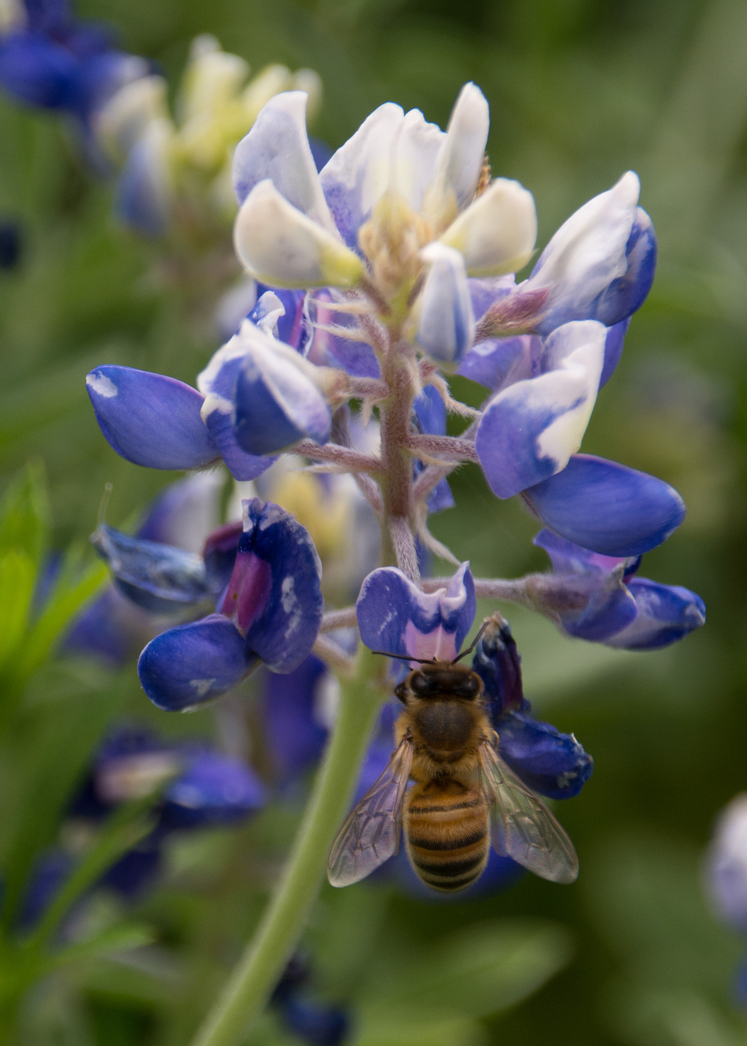 Sigma 18-250mm F3.5-6.3 DC Macro OS HSM sample photo. Bluebonnets and bees in the backyard photography