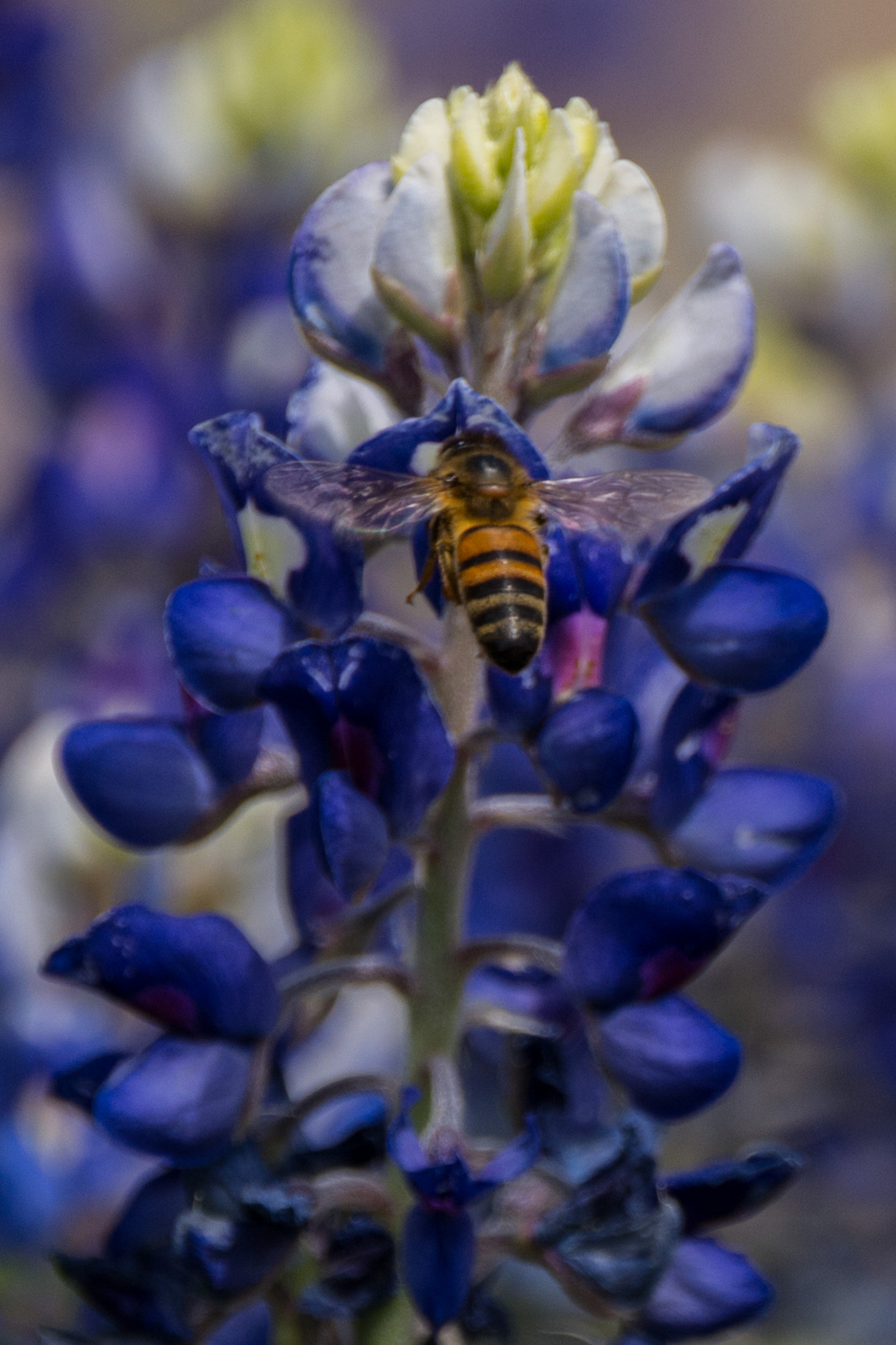 Nikon D7100 + Sigma 18-250mm F3.5-6.3 DC Macro OS HSM sample photo. Bluebonnets and bees in the backyard photography