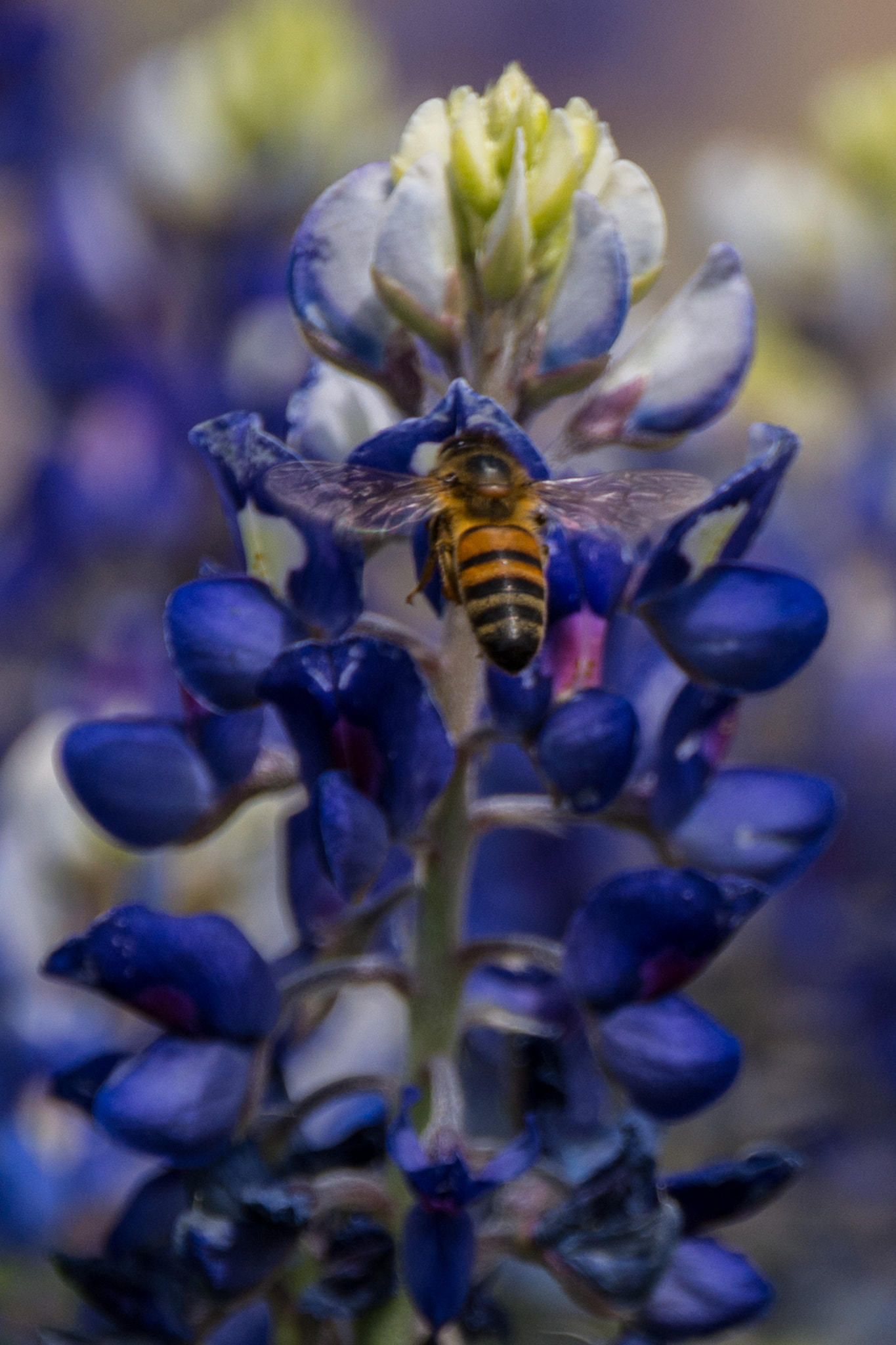 Sigma 18-250mm F3.5-6.3 DC Macro OS HSM sample photo. Bluebonnets and bees in the backyard photography