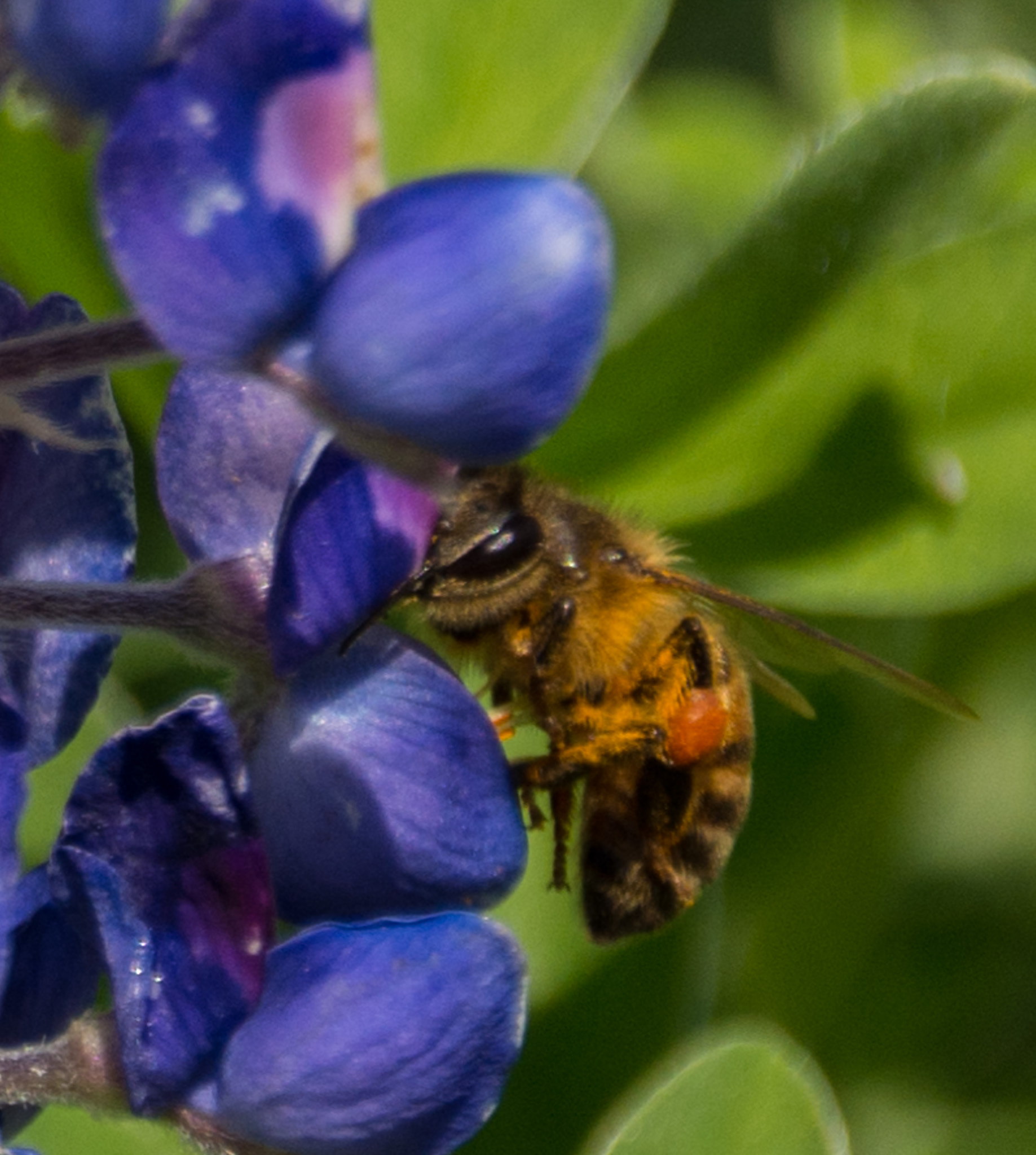 Nikon D7100 sample photo. Bluebonnets and bees in the backyard photography