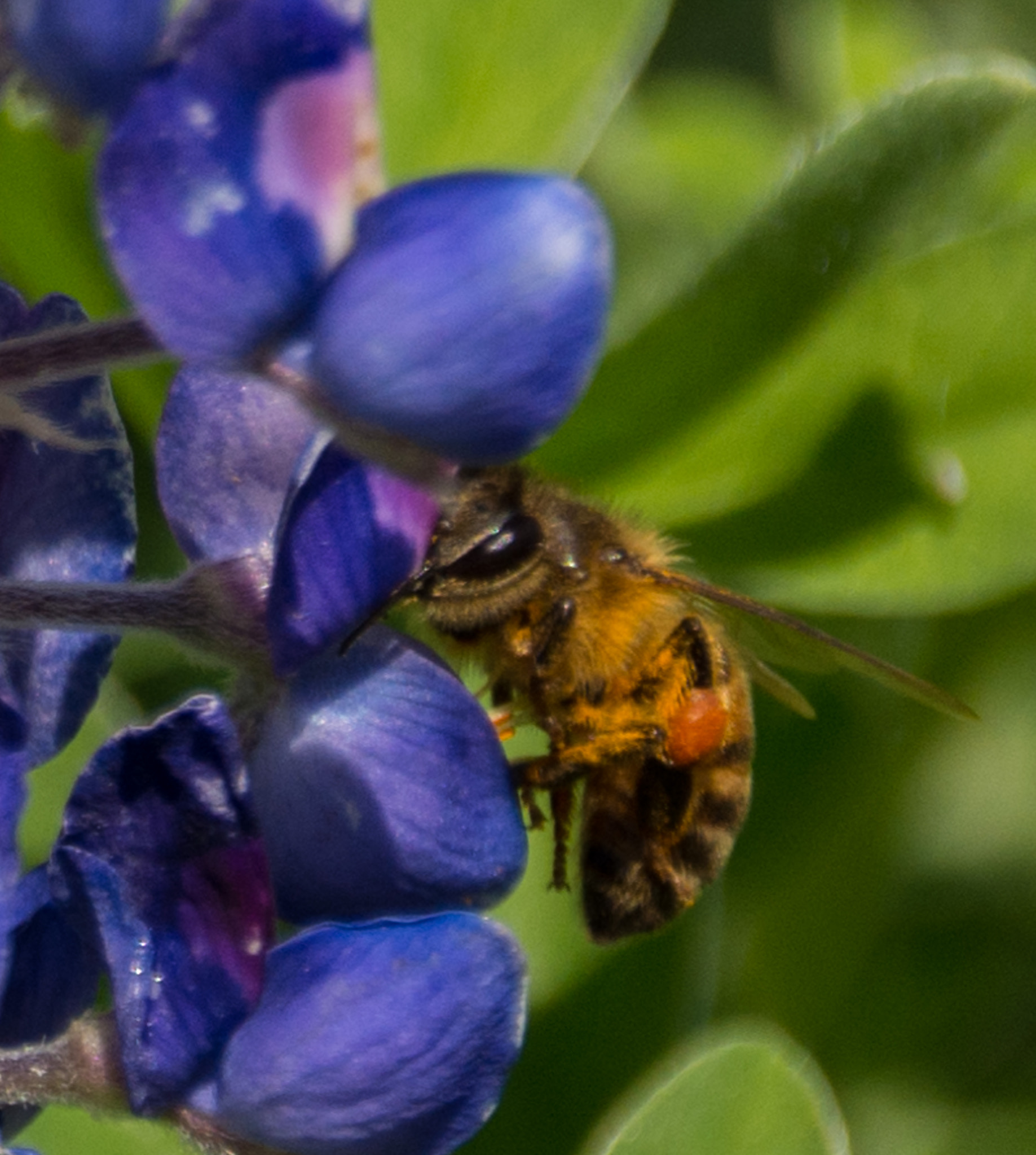 Sigma 18-250mm F3.5-6.3 DC Macro OS HSM sample photo. Bluebonnets and bees in the backyard photography