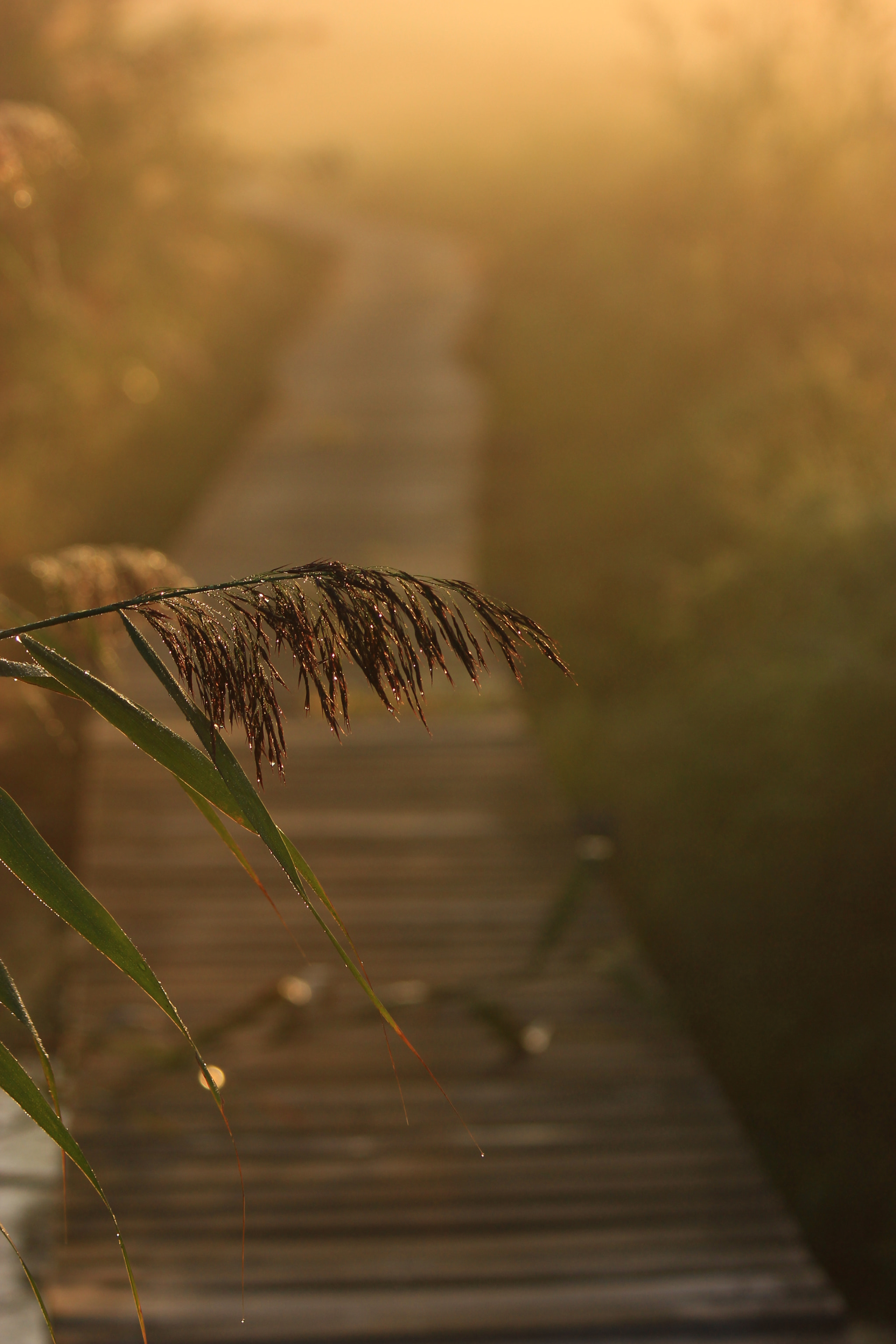 Canon EF 70-300mm F4-5.6 IS USM sample photo. The reed photography