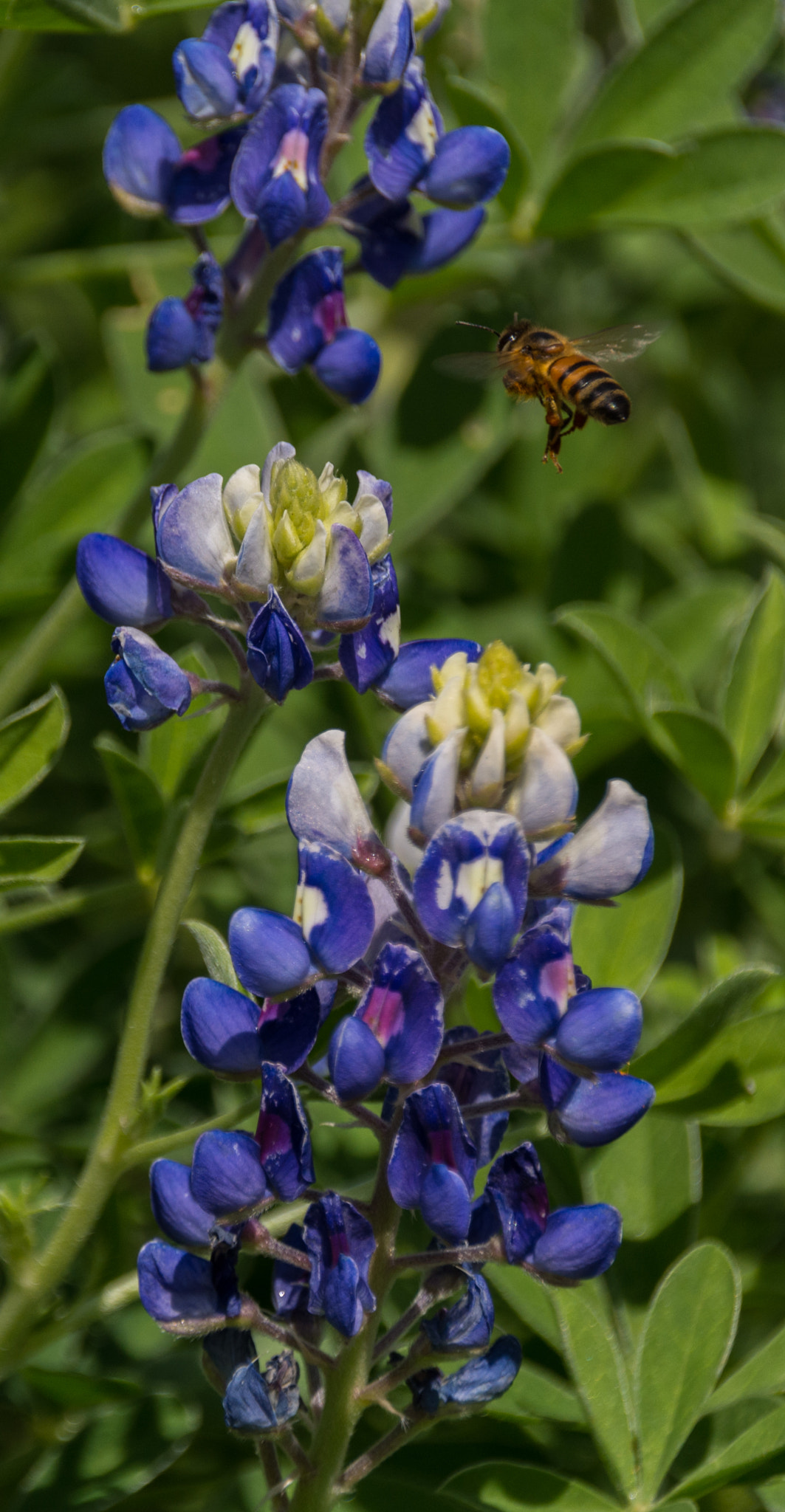 Nikon D7100 sample photo. Bluebonnets and bees in the backyard photography