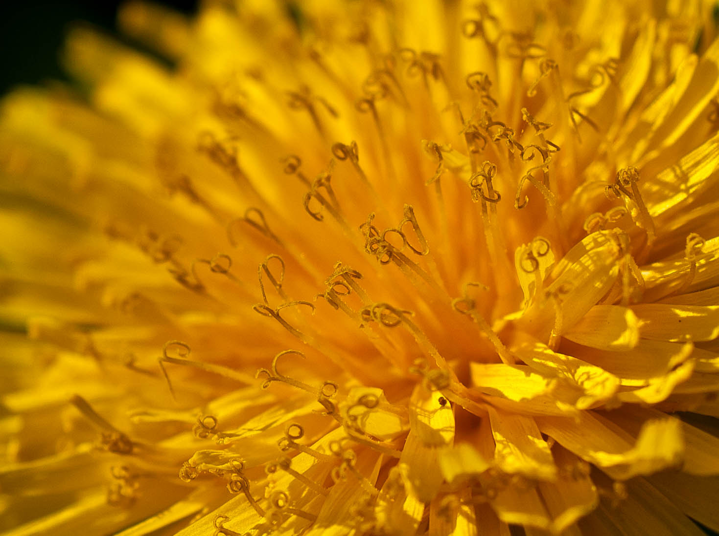 Nikon D3000 sample photo. Flor photography
