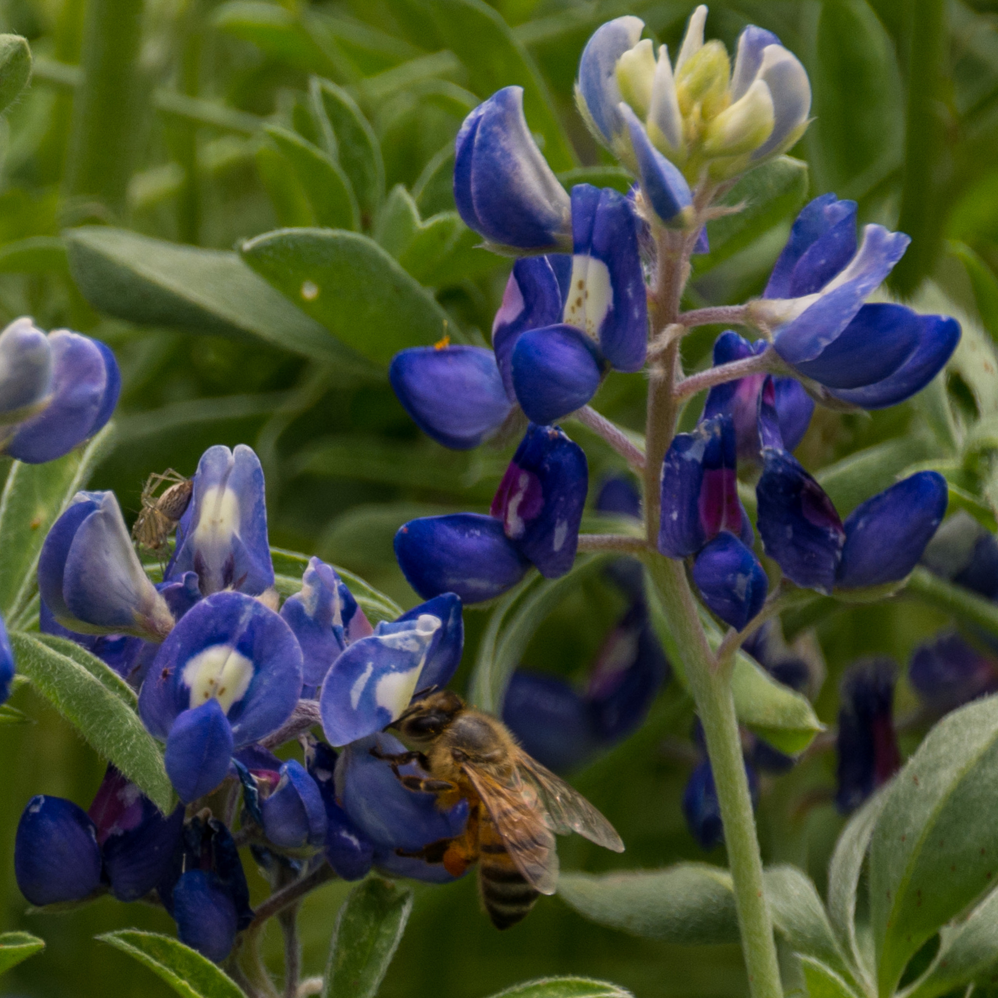 Nikon D7100 + Sigma 18-250mm F3.5-6.3 DC Macro OS HSM sample photo. Bluebonnets and bees in the backyard photography