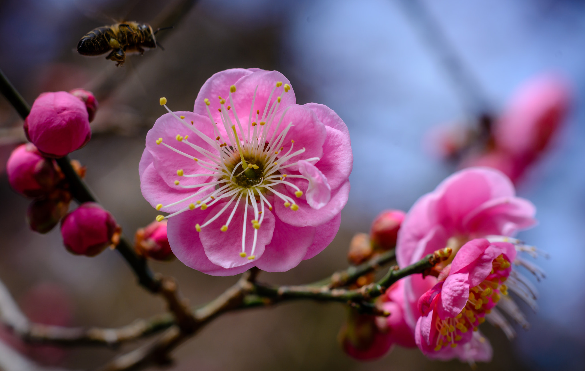 Nikon D7100 + Nikon AF-S Nikkor 85mm F1.8G sample photo. Apricot blossoms photography