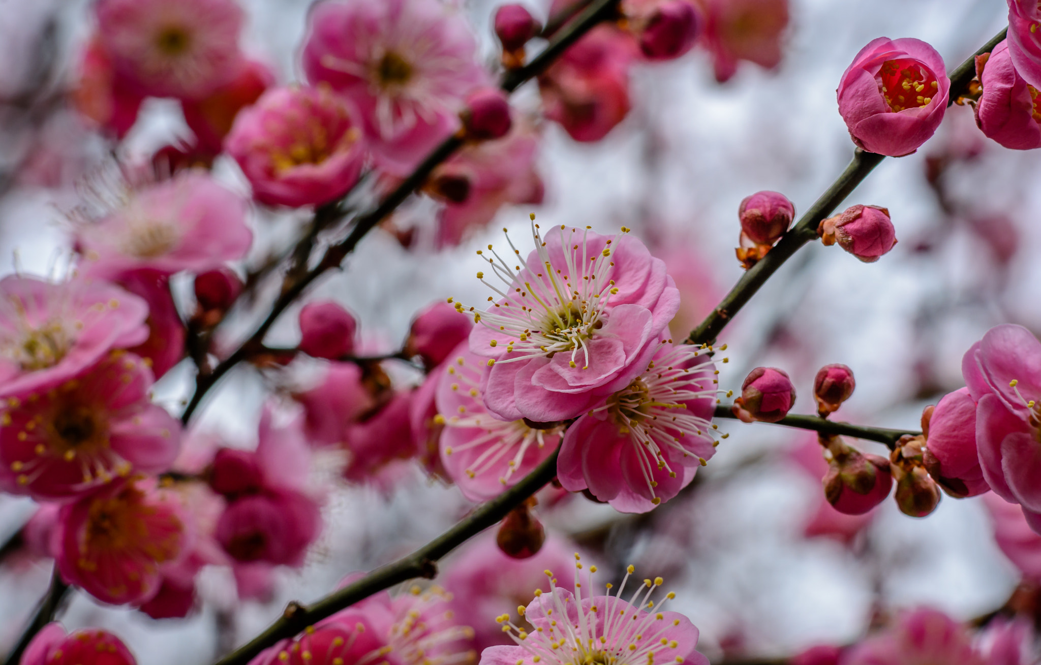 Nikon D7100 + Nikon AF-S Nikkor 85mm F1.8G sample photo. Apricot blossoms ll photography