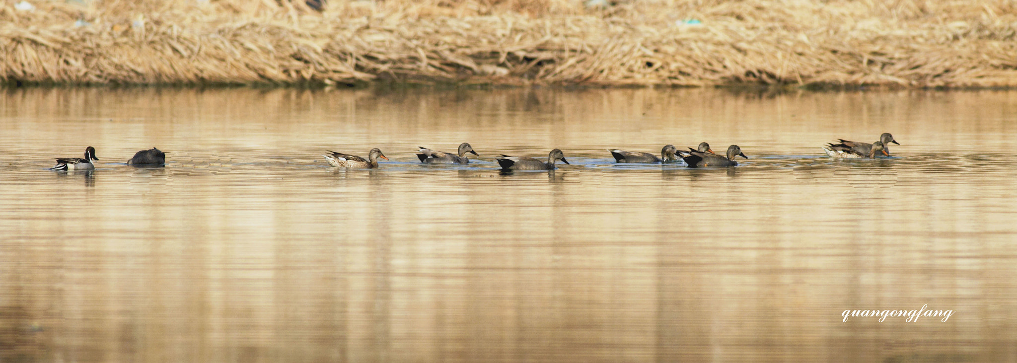 Canon EOS 7D + Canon EF 400mm F5.6L USM sample photo. Wild duck野鸭 photography