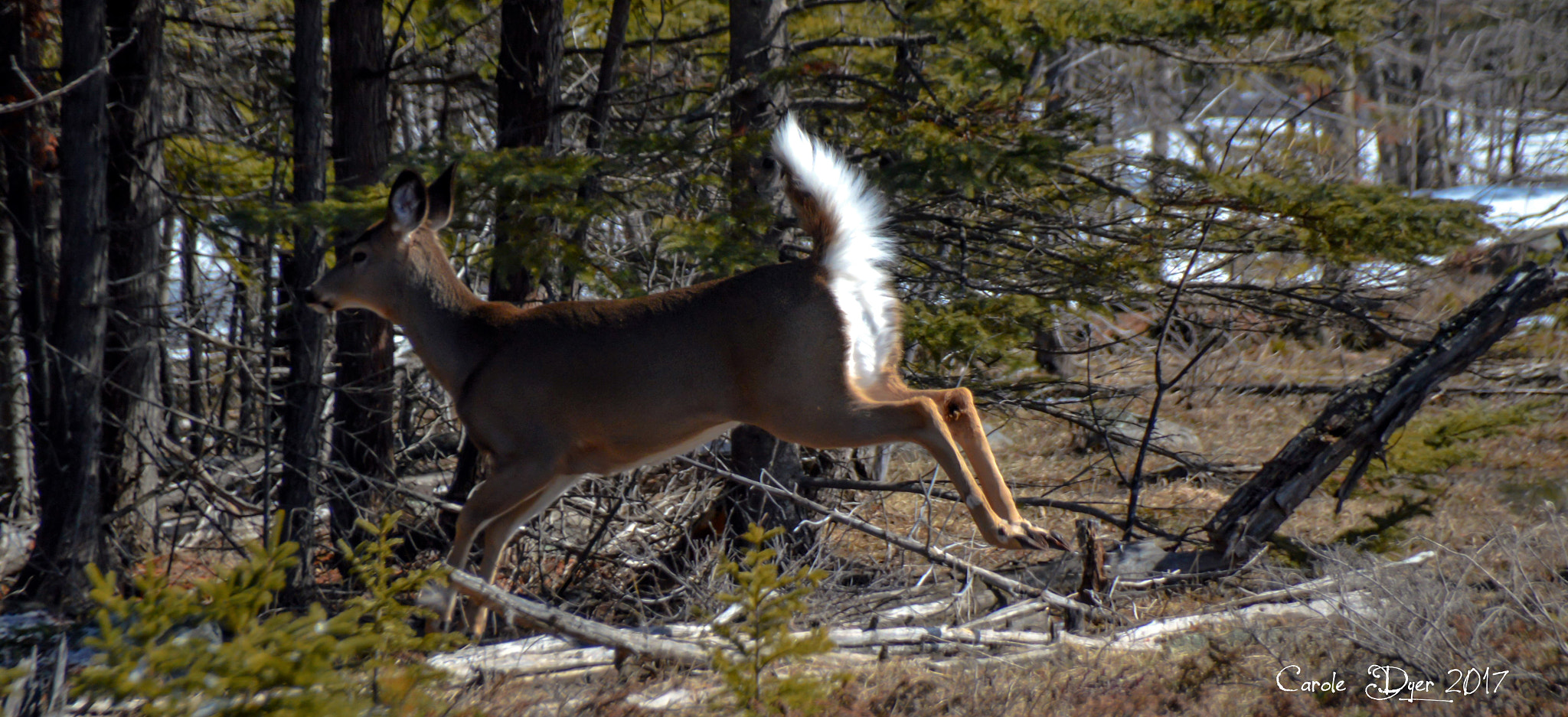Sigma 18-250mm F3.5-6.3 DC Macro OS HSM sample photo. The white tail deer photography