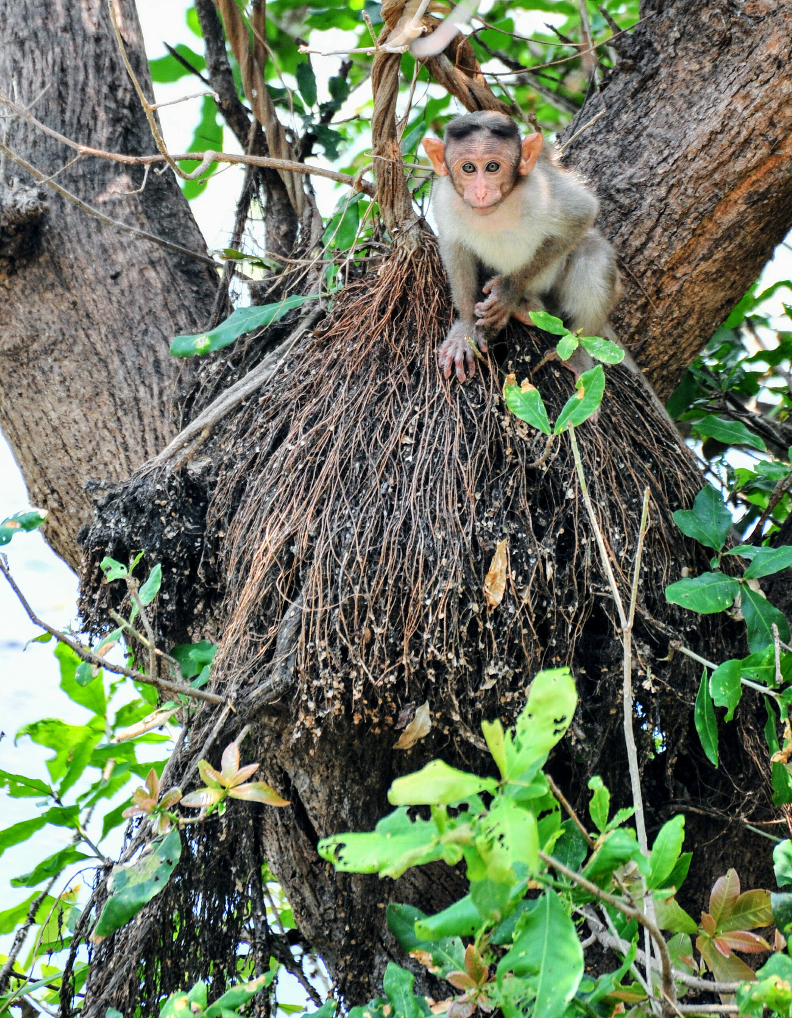 Nikon D700 sample photo. Baby monkey photography