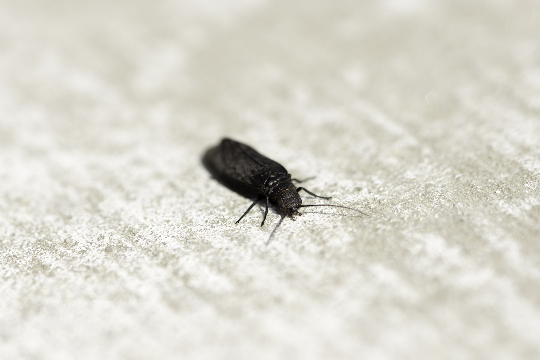 Sony a6000 + Sony FE 90mm F2.8 Macro G OSS sample photo. Ita photography