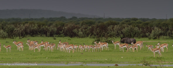 Canon EOS 7D + Canon EF 70-200mm F2.8L IS II USM sample photo. Etosha photography