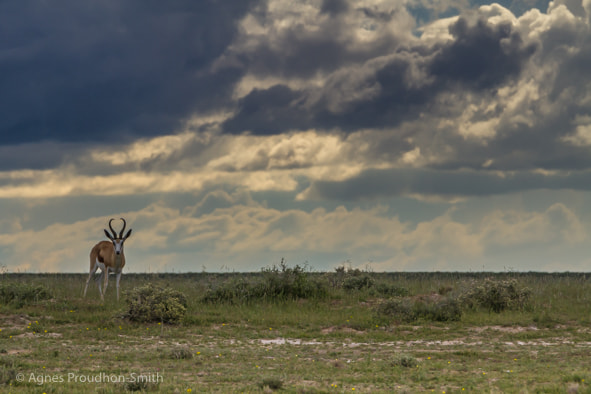 Canon EF 70-200mm F2.8L IS II USM sample photo. Etosha photography