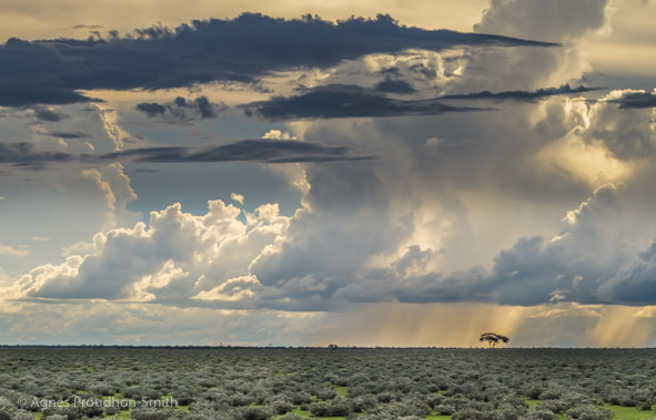 Canon EF 70-200mm F2.8L IS II USM sample photo. Etosha photography