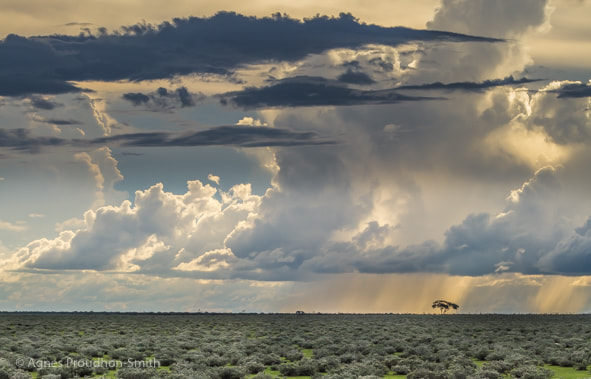 Canon EOS 7D sample photo. Etosha photography