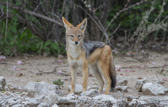 Canon EF 70-200mm F2.8L IS II USM sample photo. Etosha photography