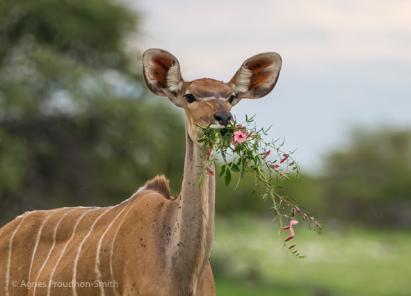 Canon EF 70-200mm F2.8L IS II USM sample photo. Kudu photography