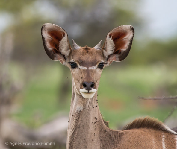 Canon EF 70-200mm F2.8L IS II USM sample photo. Kudu photography