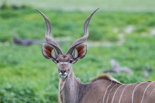Canon EOS 7D + Canon EF 70-200mm F2.8L IS II USM sample photo. Kudu photography
