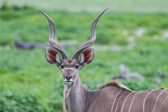 Canon EF 70-200mm F2.8L IS II USM sample photo. Kudu photography