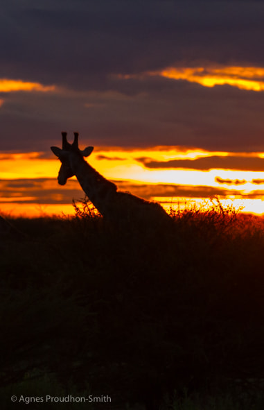 Canon EOS 7D + Canon EF 70-200mm F2.8L IS II USM sample photo. Etosha photography