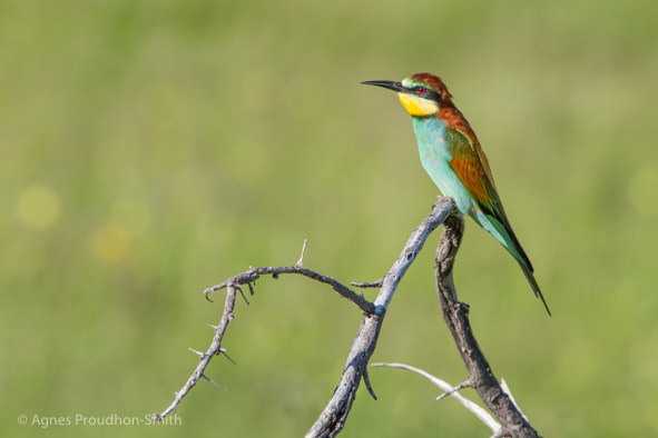 Canon EOS 7D + Canon EF 70-200mm F2.8L IS II USM sample photo. Etosha photography