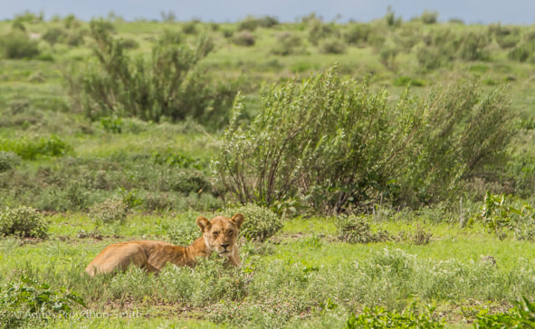 Canon EF 70-200mm F2.8L IS II USM sample photo. Etosha photography