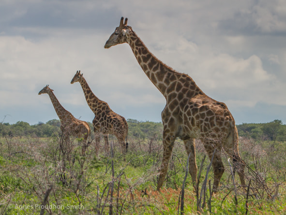 Canon EOS 7D sample photo. Etosha photography