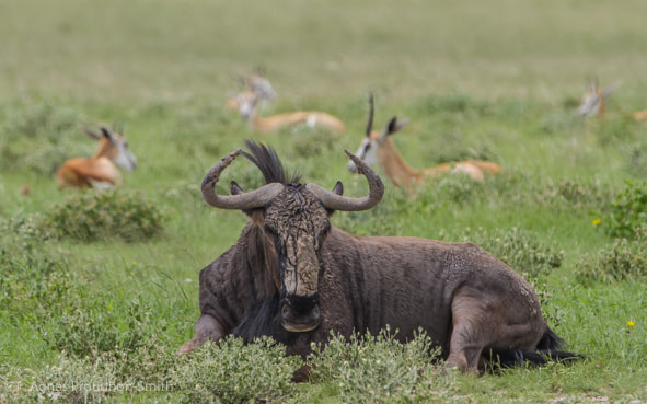 Canon EOS 7D + Canon EF 70-200mm F2.8L IS II USM sample photo. Etosha photography