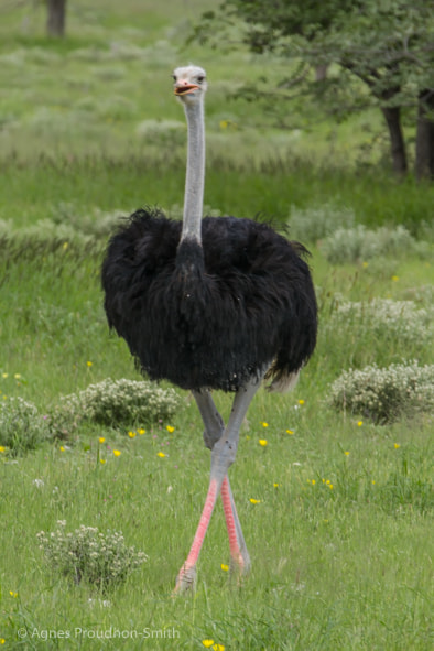 Canon EF 70-200mm F2.8L IS II USM sample photo. Etosha photography