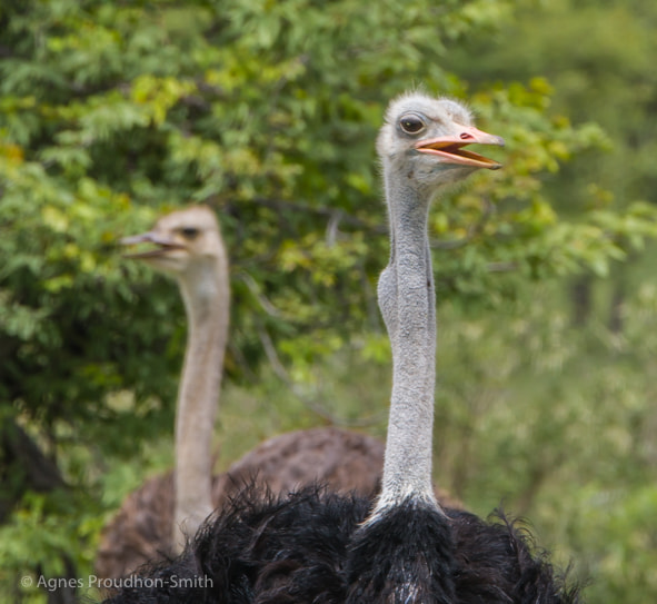 Canon EOS 7D + Canon EF 70-200mm F2.8L IS II USM sample photo. Etosha photography