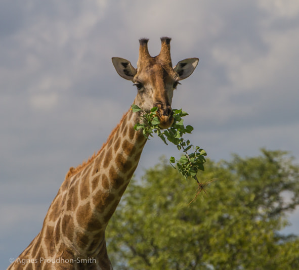 Canon EF 70-200mm F2.8L IS II USM sample photo. Etosha photography