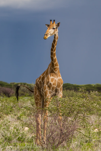 Canon EF 70-200mm F2.8L IS II USM sample photo. Etosha photography