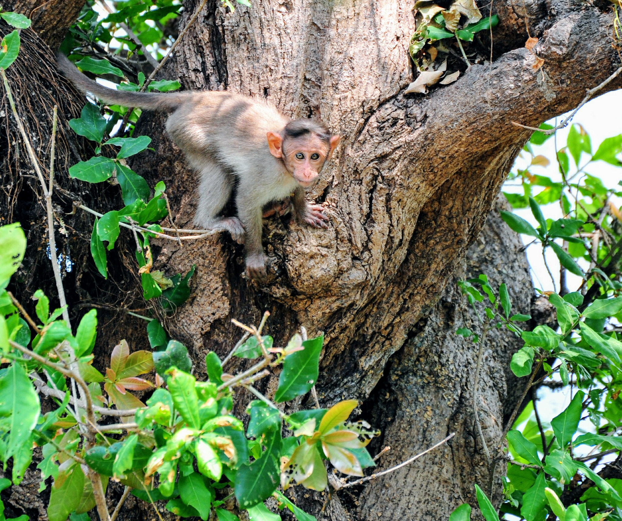 Nikon D700 + Nikon AF-S Nikkor 70-300mm F4.5-5.6G VR sample photo. Baby monkey on tree  photography
