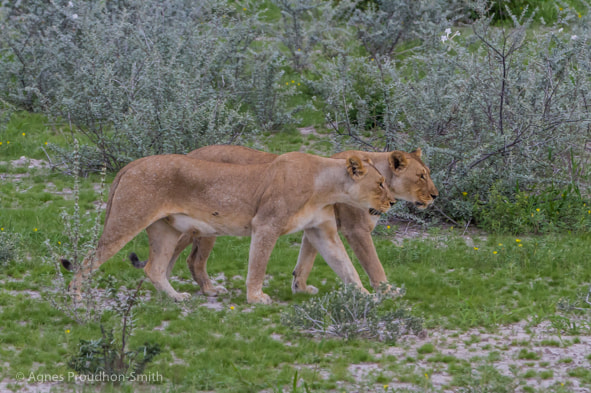 Canon EF 70-200mm F2.8L IS II USM sample photo. Etosha photography