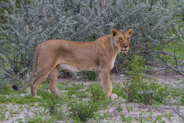 Canon EOS 7D + Canon EF 70-200mm F2.8L IS II USM sample photo. Etosha photography