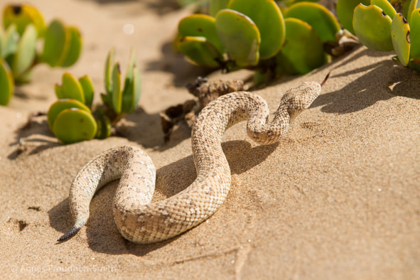 Canon EF 70-200mm F2.8L IS II USM sample photo. Sidewinder snake photography