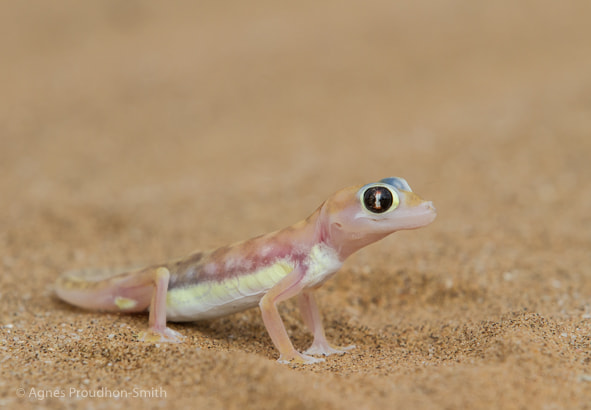 Canon EF 70-200mm F2.8L IS II USM sample photo. Gheko photography