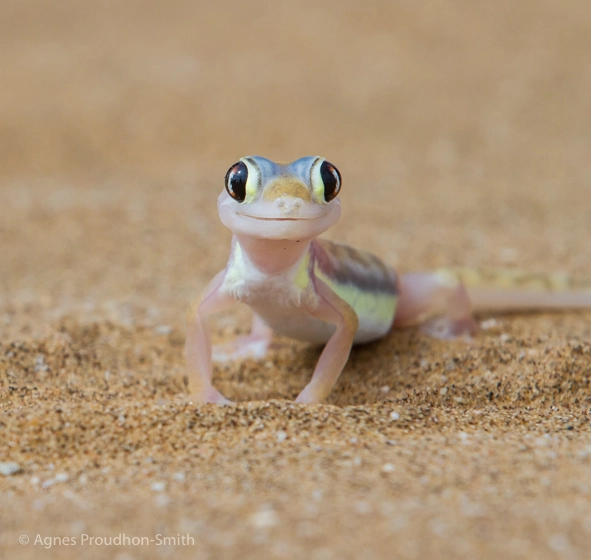 Canon EF 70-200mm F2.8L IS II USM sample photo. Gheko photography