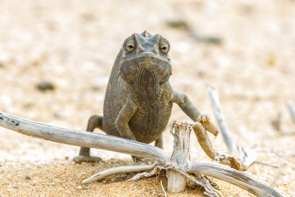 Canon EF 70-200mm F2.8L IS II USM sample photo. Chameleon photography