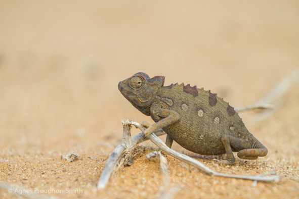 Canon EF 70-200mm F2.8L IS II USM sample photo. Chameleon photography