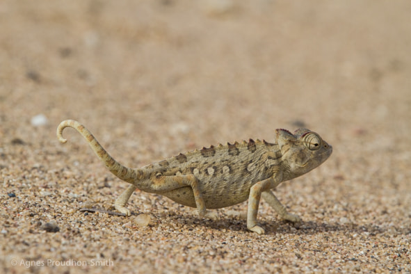 Canon EF 70-200mm F2.8L IS II USM sample photo. Chameleon photography