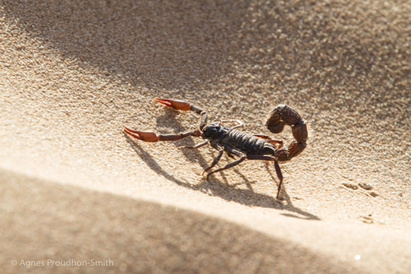 Canon EF 70-200mm F2.8L IS II USM sample photo. Scorpion photography