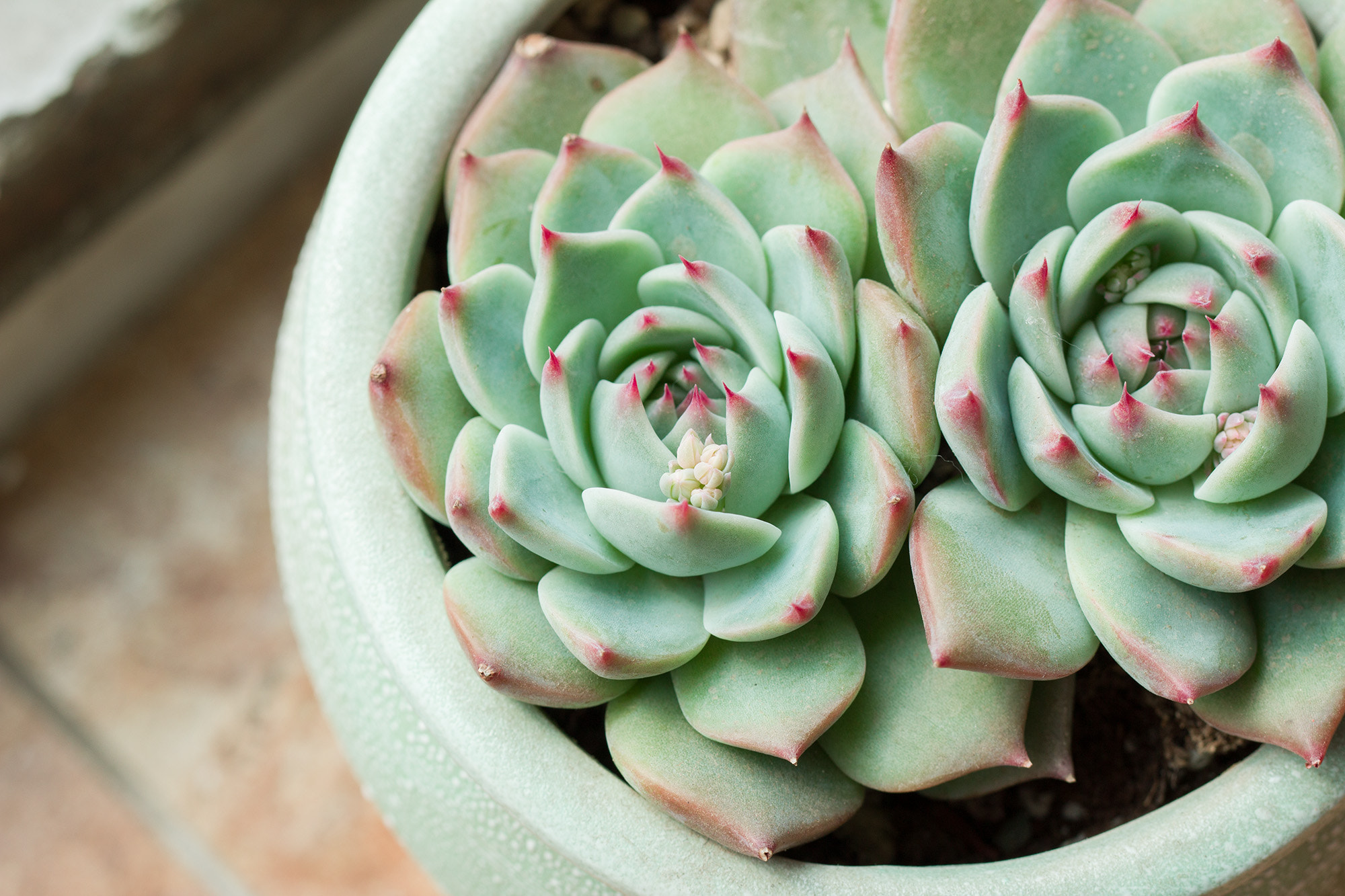 Canon EF 100mm F2.8L Macro IS USM sample photo. Img photography
