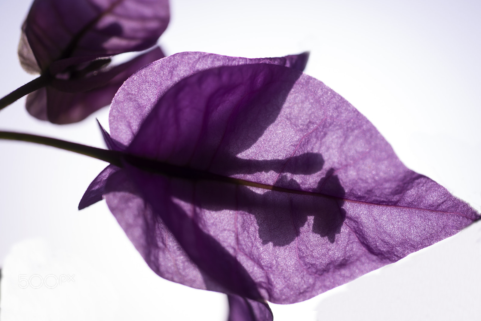 Nikon D600 sample photo. Lilac photography