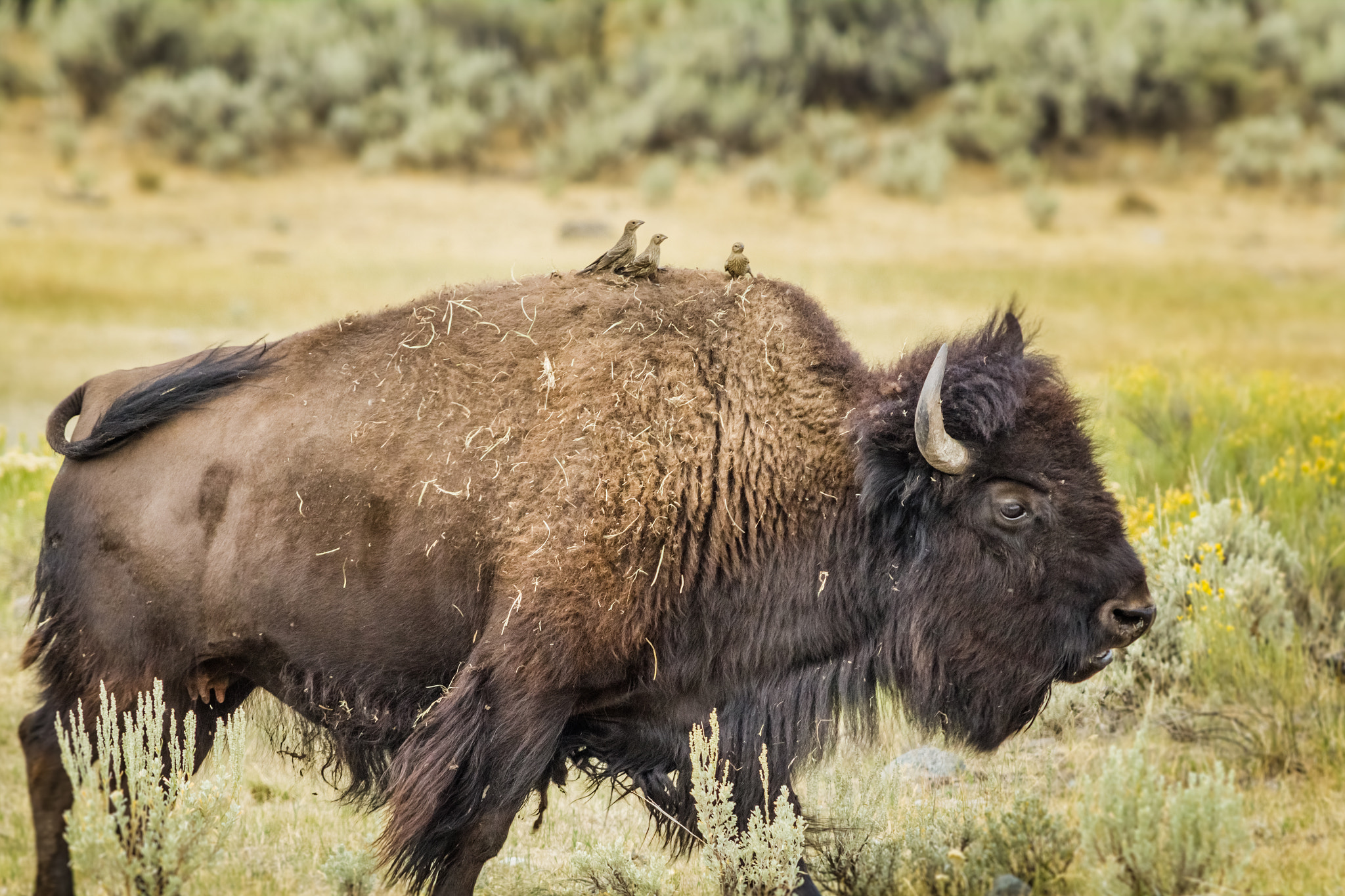 Canon EF 70-200mm F2.8L USM sample photo. Hitching a ride photography